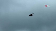 Kuşlara rüzgar engeli...Şiddetli rüzgar nedeniyle kuşlar uçmakta zorluk çekti
