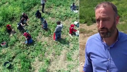 Virüse İnat Çukurova'da Üretim Sürüyor