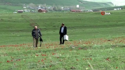 Bu laleler sadece 93 harbinde binlerce şehidin verildiği siperlerde yetişiyor
