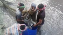 Hybrid Magur Fish Farming Businesses In Bangladesh raz 360