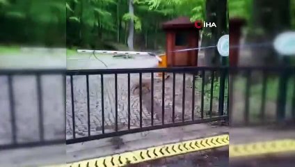 Sarıyer'de aç kalan tilki şehre indi