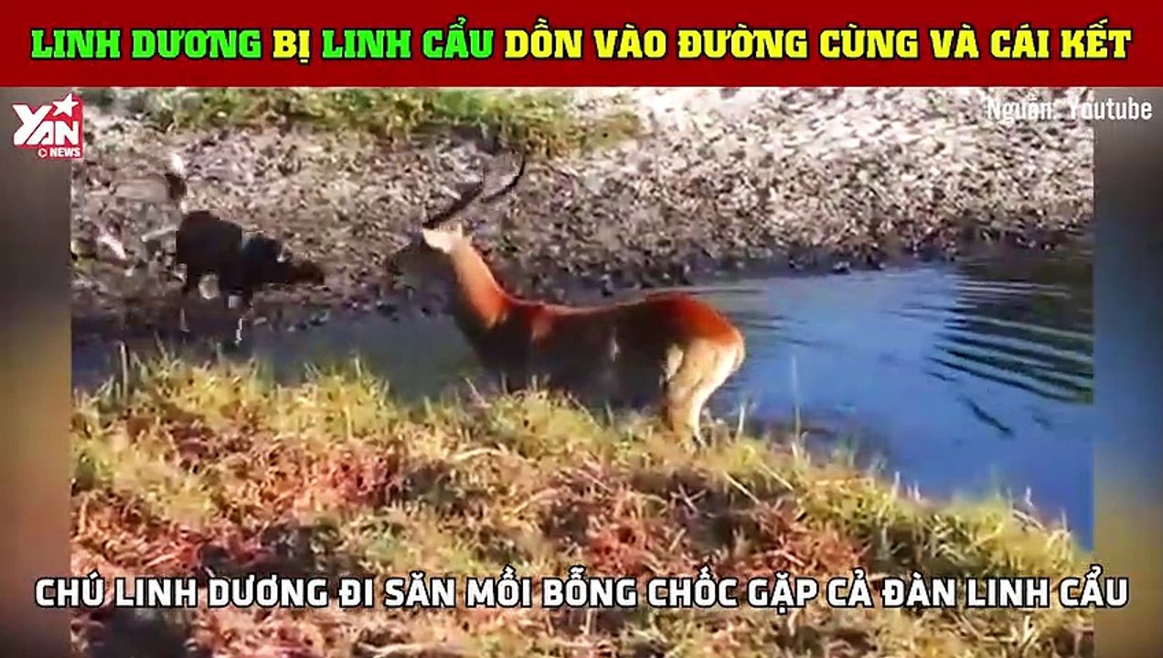 Quá ham chiến, linh dương bị linh cẩu xé xác