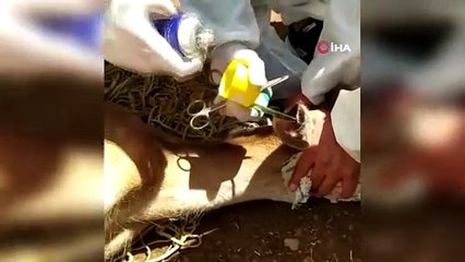 Manavgat ve Köyceğiz’de doğaya salınacak 23 alageyik adaptasyon sürecine alındı