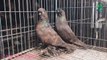 Fancy Pigeon Breeds - Frillback Pigeon, Pouter Pigeon, Owl Pigeon, WhiteHouse Pigeon & Budapest Highflyer Pigeon