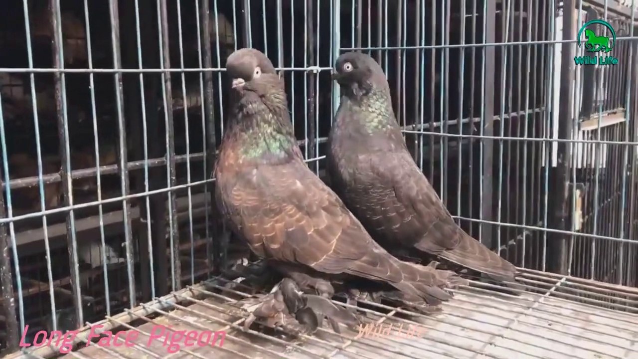 Fancy Pigeon Breeds - Frillback Pigeon, Pouter Pigeon, Owl Pigeon, WhiteHouse Pigeon & Budapest Highflyer Pigeon