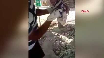 Venezuela'da insan suretini andıran domuz dünyaya geldi