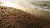 Tens of millions of sea turtles hatch in northern India