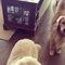 Golden Retriever Breaks Lamp While Rushing Towards Door as Owner Mentions Swimming