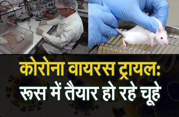 तेजी से हो सके कोरोना वैक्सीन ट्रायल, इसके लिए रूस में खास चूहे होंगे तैयार
