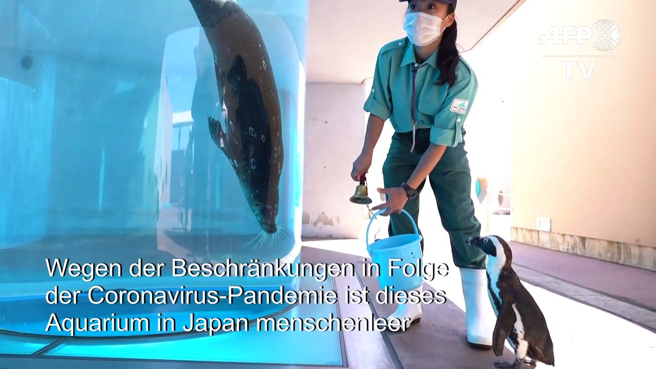 Hier sieht ein Seelöwe zum ersten Mal einen Pinguin