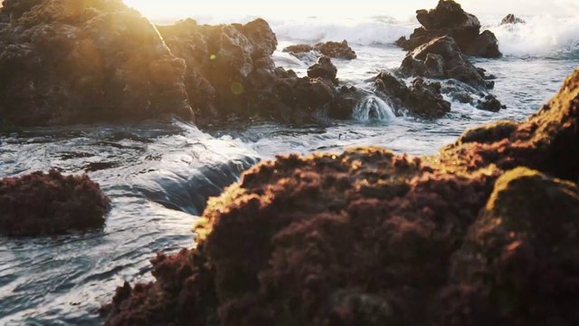 Pexels Videos 1093662