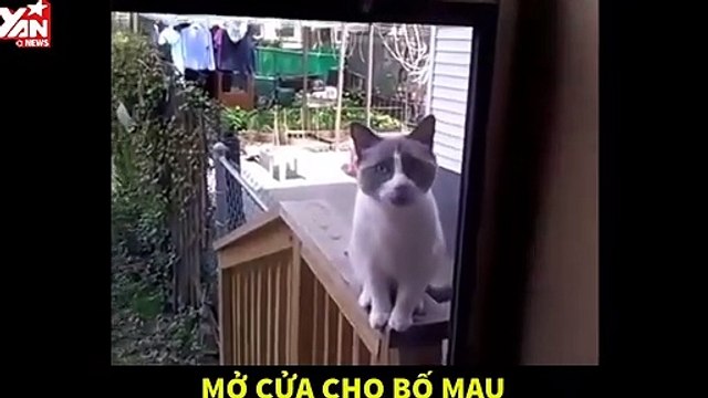 Anh chàng lồng tiếng cực vui cho chú mèo mỗi ngày đều đập cửa nhà mình