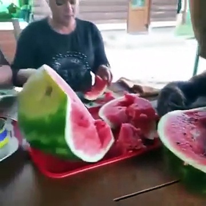 Pastèque dévorée... par un ours à table !