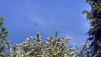 Spitfire flies over Horndean