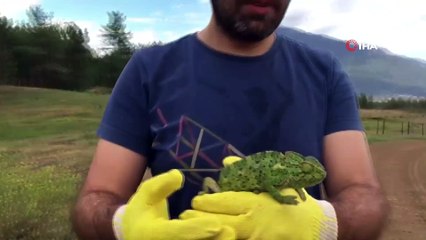 Karayolunda Akdeniz bukalemunu bulundu