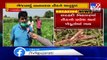 Farmers worried as swarm of locusts enters Banaskantha again_ TV9News