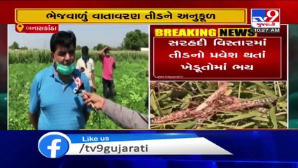 Farmers worried as swarm of locusts enters Banaskantha again_ TV9News