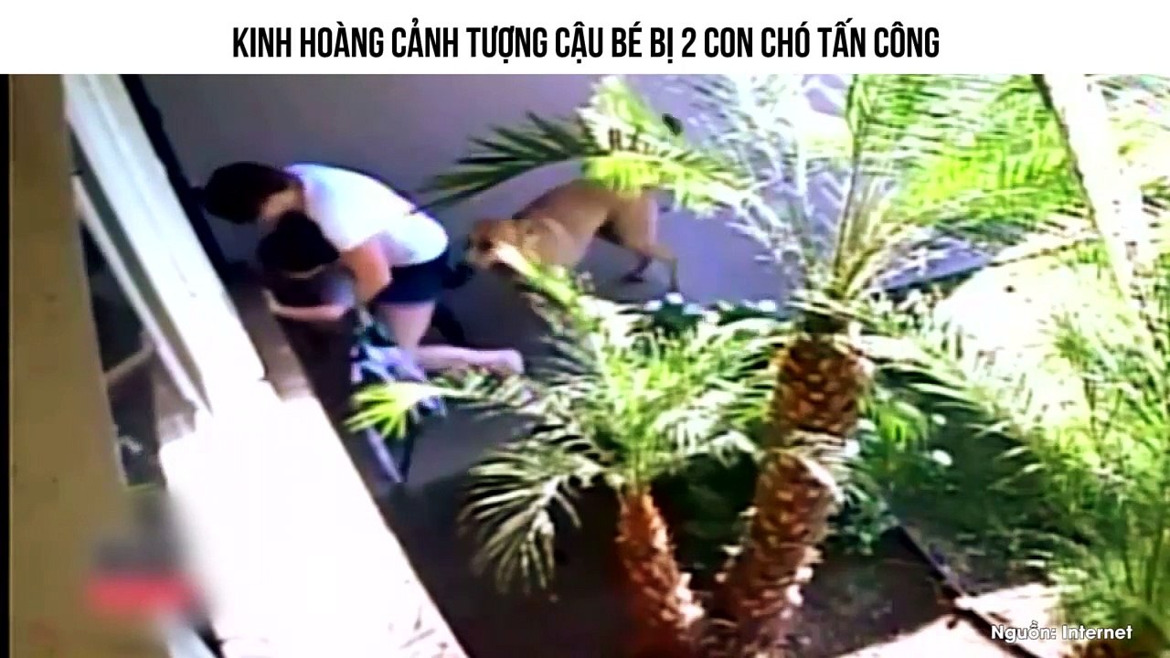 KINH HOÀNG CẢNH TƯỢNG CẬU BÉ BỊ 2 CON CHÓ TẤN CÔNG