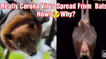 Is Really Bat Spread Corona Virus?