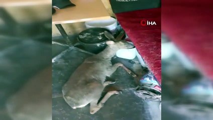 Kaçak avcıların yaraladığı karacaya kaçmak isterken otomobil çarptı