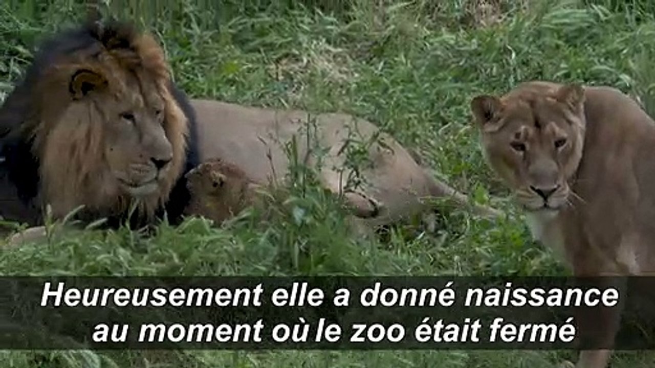 Le zoo de Jérusalem présente deux lionceaux d'Asie nés il y a six semaines