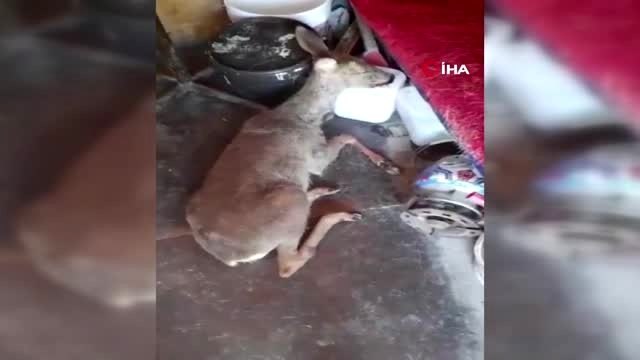 Kaçak avcıların yaraladığı karacaya kaçmak isterken otomobil çarptı