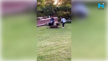 MS Dhoni's new look sends social media into frenzy, watch