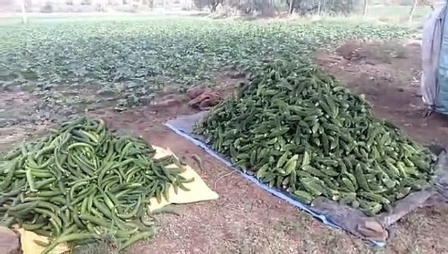 लॉकडाउन के कारण किसान फेक रहे है अपनी सब्जियों को