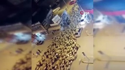 Şehir merkezinden koyun sürüsü geçti