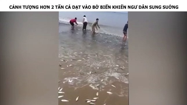KINH HOÀNG CẢNH TƯỢNG HƠN 2 TẤN CÁ DẠT VÀO BỜ BIỂN