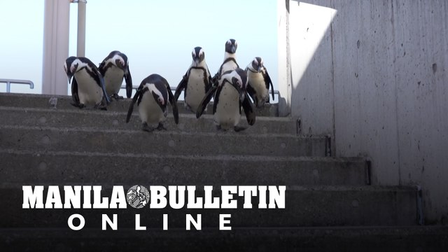 Japan aquarium holds inter-species meet-ups during coronavirus crisis