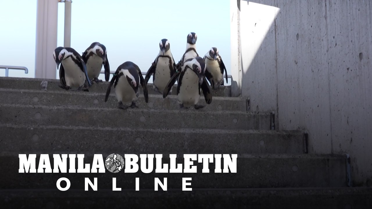 Japan aquarium holds inter-species meet-ups during coronavirus crisis