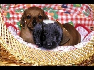 Les plus beaux chiots