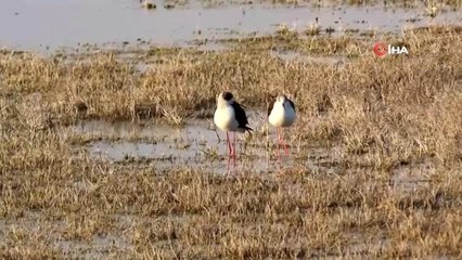 Gün doğumundan, gün batımına Seyfe Gölü'nde kuşlar renkli görüntüler oluşturdu