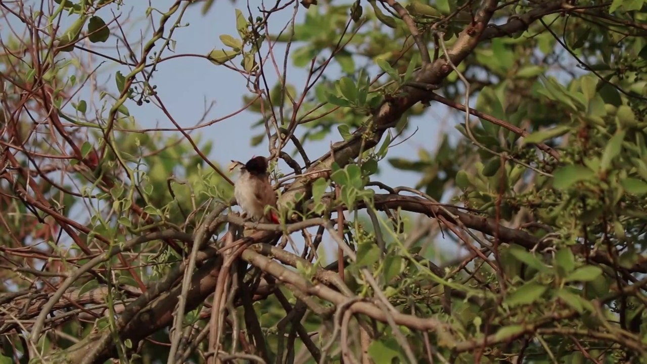 Bulbul