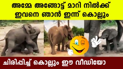 small elephant playing funny video