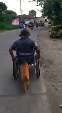 Khi chú chó trở thành đôi chân cho người đàn ông tàn tật, một hình ảnh lấy đi nhiều nước mắt của bạn