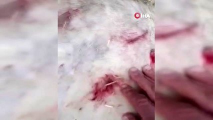 Kastamonu'da köpeği av tüfeğiyle vurdular