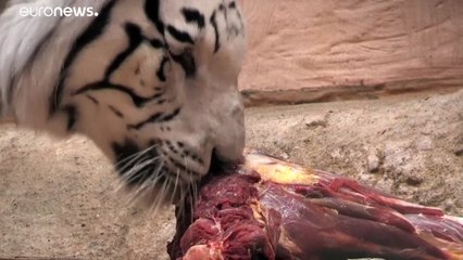 Ουκρανία: Ο COVID-19 έπληξε τον ζωολογικό κήπο