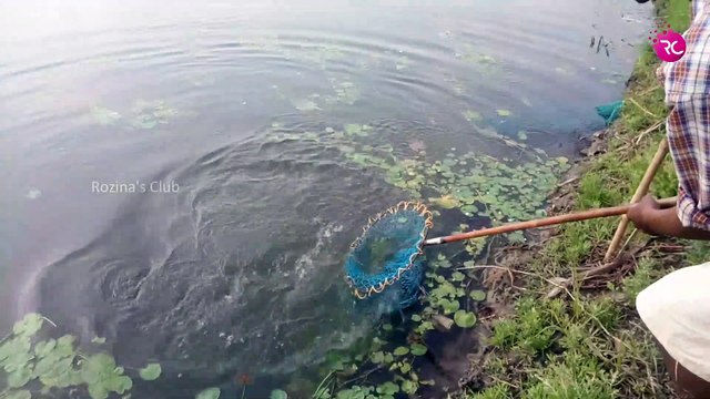 Catla Fish Hunting at Shamojeebi Pond Fishing Competation | Rozina’s Club