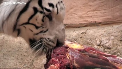 Lean times during lockdown in cash-strapped Ukrainian zoo