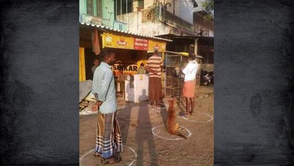 25 Times People Noticed Animals Following Social Distancing Rules And shared pics online