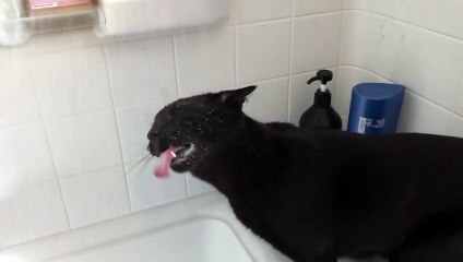 A Cat who Loves Water Joins in the Shower Routine