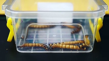 WHAT IF THE SCORPION SEES LEECH LEECH VS SCORPION
