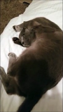 Ce chat se bouche les oreilles quand son maitre le gronde