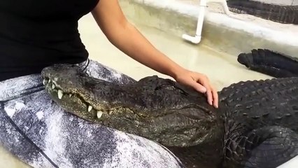 Ce crocodile adore les grattouilles sur la tête... Un vrai petit chien