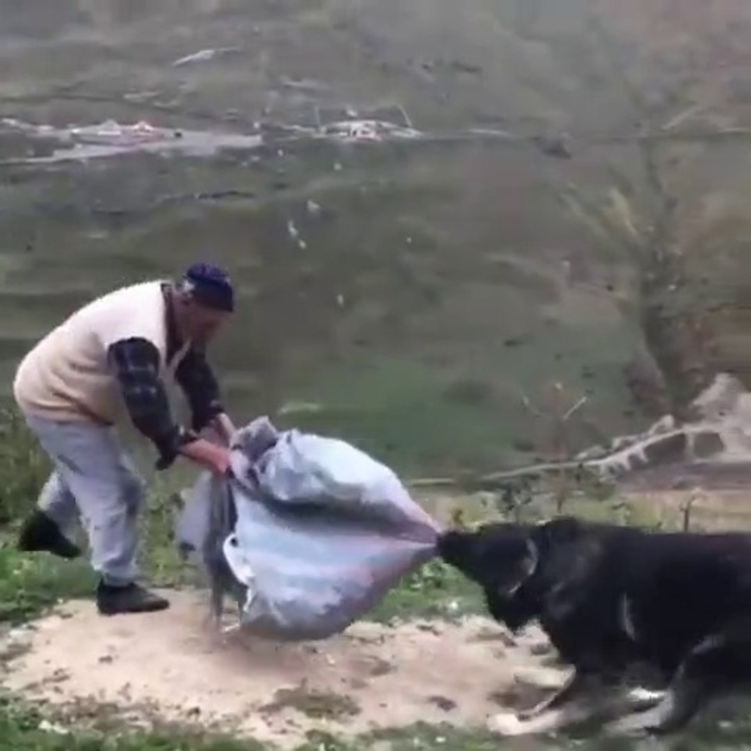 Dede Ile Karadeniz Dag Coban Kopegi Ve Blacksea Mountain Shepherd Dog Vs Grandfather Dailymotion Video
