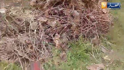 مواطن يوثق سقوط أجزاء من اعمدة الإتصالات لموبيليس واتصالات الجزائر على مسكنه ببلدية مدريسة بتيارت