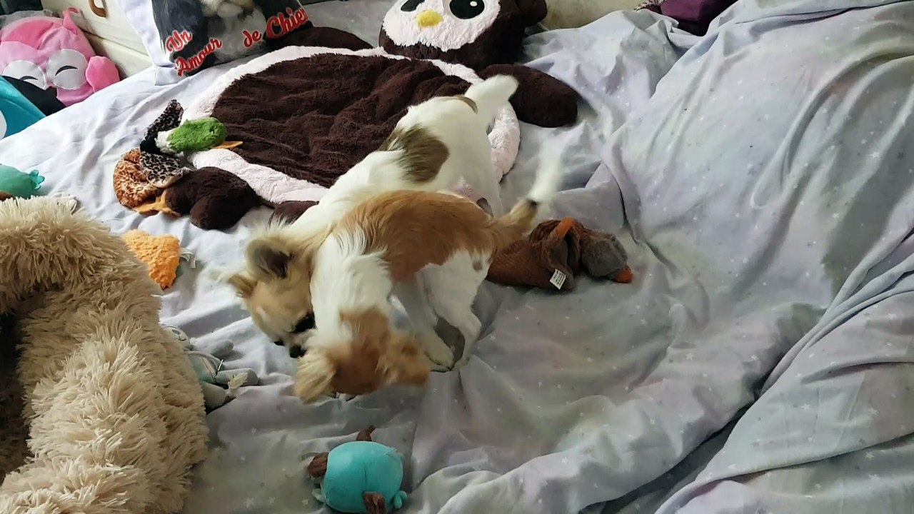 Les  2 copains sur le lit suite