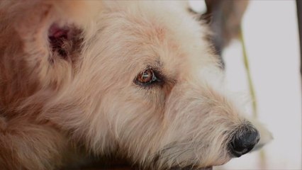 New Study Sheds Light on Why Some Dogs Might Live So Much Longer Than Others